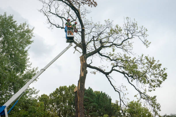 Best Leaf Removal  in Rancho San Diego, CA